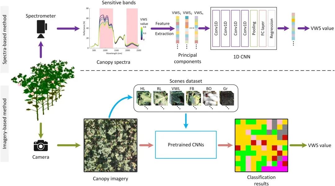 利用卷積神經(jīng)網(wǎng)絡(luò)從原位冠層圖像和光譜評(píng)估棉花黃萎病的嚴(yán)重程度