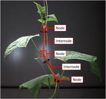 三維點云在數(shù)字植物表型分析中的附加價值——以黃瓜節(jié)間長度測量為例